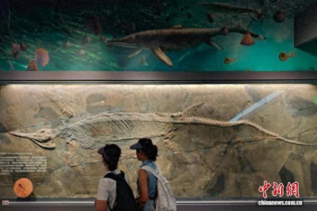 探寻亿万年生命史 南京古生物博物馆掀起暑期研学热