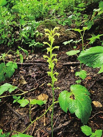海淀野生植物“家族”新添4位成员