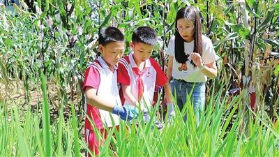 太空作物喜丰收 学子采收暖师心