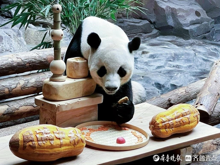 济野中秋，动物团圆！济南野生动物世界中秋动物丰容欢乐上线