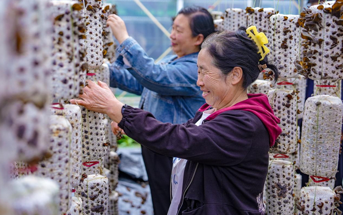 柞水县金米村，村民在大棚内采摘木耳。刘一江摄