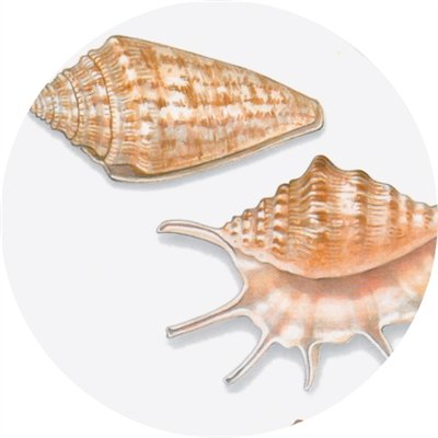 海洋动物也有“年轮”（探秘博物馆）