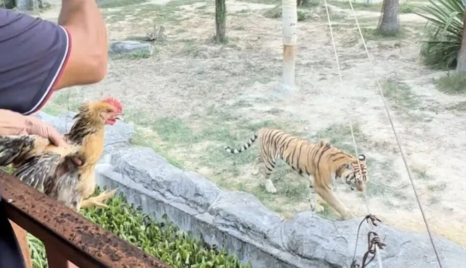 ▲动物园工作人员活鸡捆绑准备投喂。图/澎湃新闻